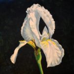 White Iris 2017 (private collection)