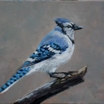 The Bluejay 2019 (private collection)