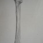 Bone study - 1980